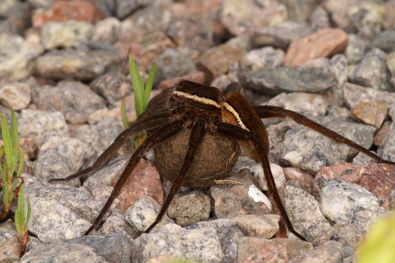 Dolomedes_fimbriatus_D5099_Z_91_Canal du Nivernais_Frankrijk.jpg